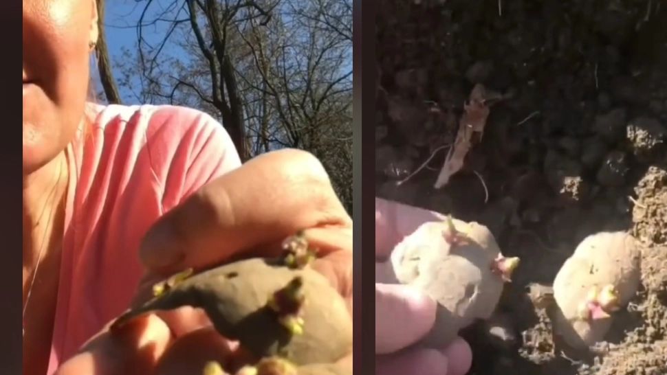 Elena Lasconi a ieșit la plantat cartofi. Reacțiile internauților au fost pe măsură