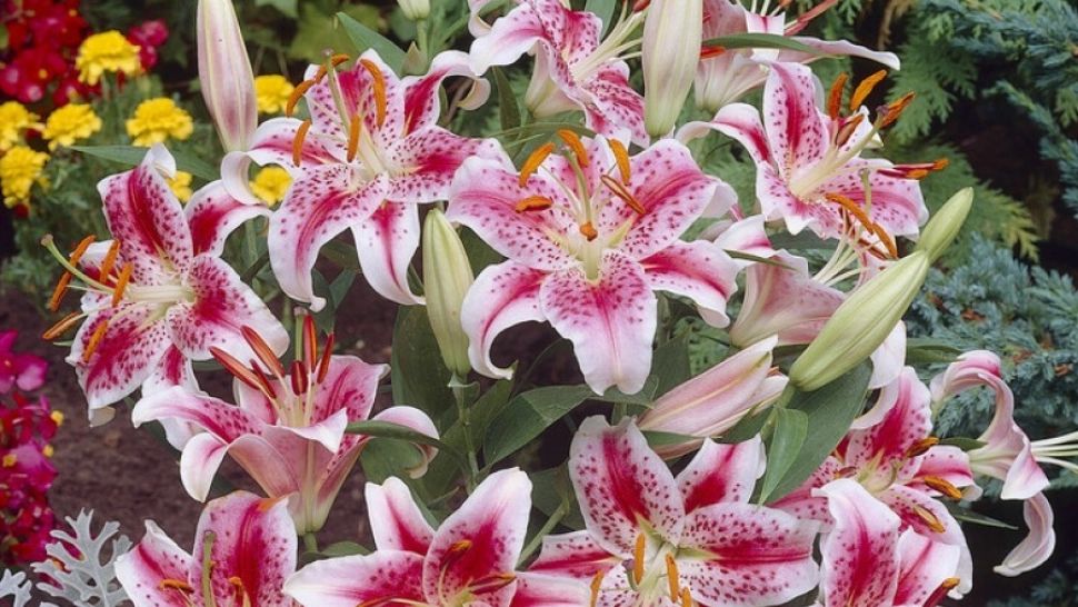 Floarea care curăță petele inestetice ale pielii. Câteva picături din uleiul acesteia fac minuni 