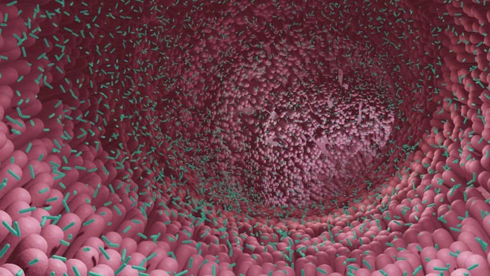 Nouă entitate biologică în corpul uman: o descoperire surprinzătoare în gură și în intestine