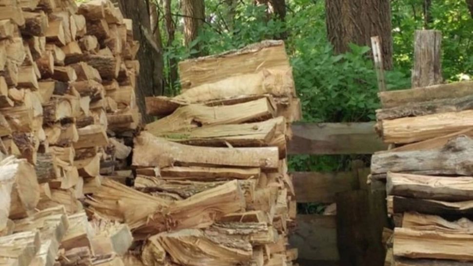 Unde este ASCUNSĂ pisica în lemne? Dacă o vezi, ai ochii de vultur - FOTO