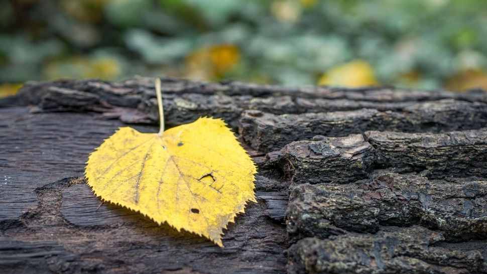 Vremea 12 noiembrie. Zi cu aspect închis și maxime ce nu vor depăși 10 grade. Unde va ninge astăzi