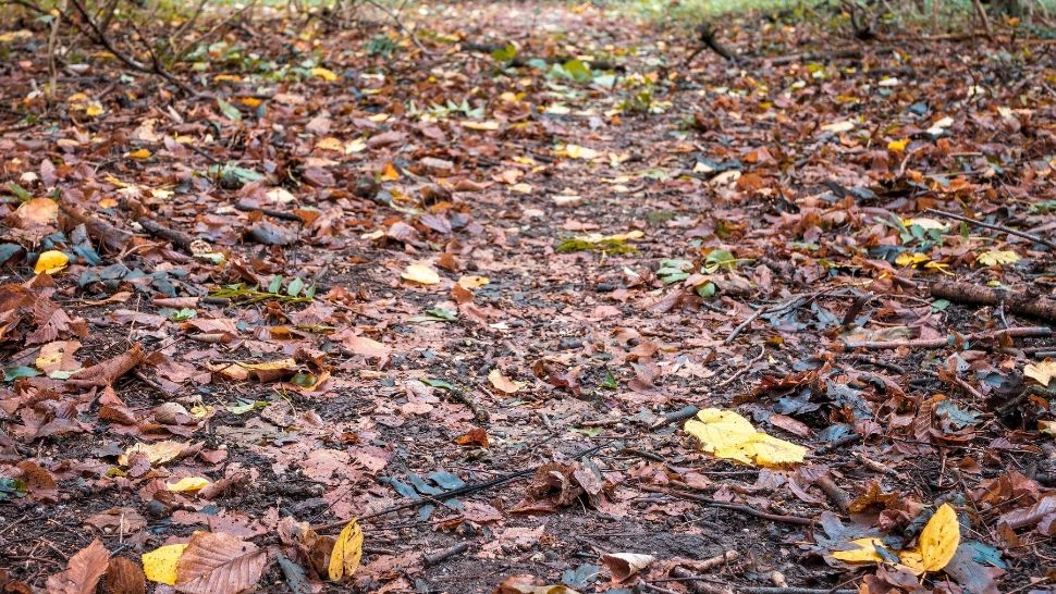 Vremea 4 noiembrie. Zi cu aspect plăcut și temperaturi de primăvară. Maxime de până la 16 grade Celsius în Capitală