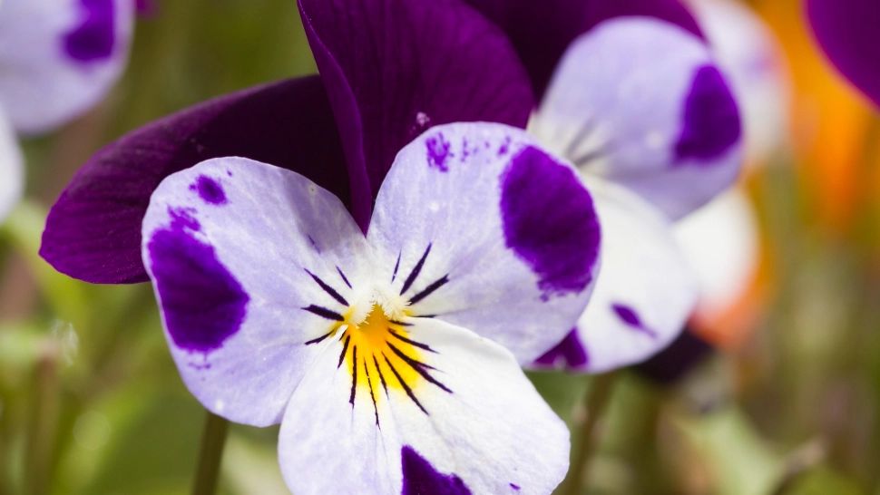 Cum trebuie să îngrijești violetele ca să înflorească tot anul. Trucul secret, cunoscut doar de grădinarii pasionați 