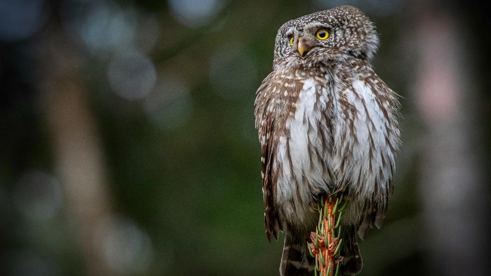Ce animal te reprezintă în ZODIACUL MAIAȘILOR. Care sunt cele mai puternice zodii, dar și cele mai inteligente