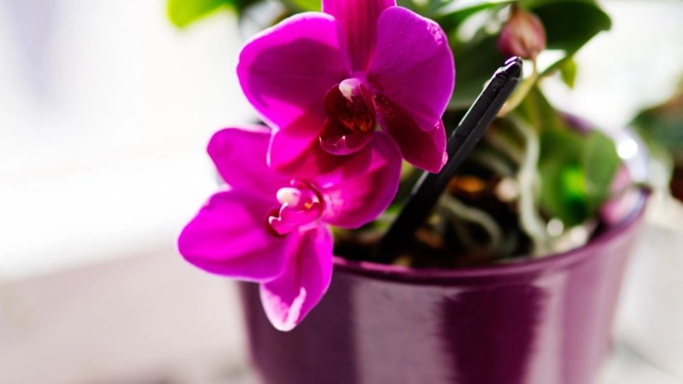 Flori pe care trebuie să le ai în bucătărie. Iată de ce!