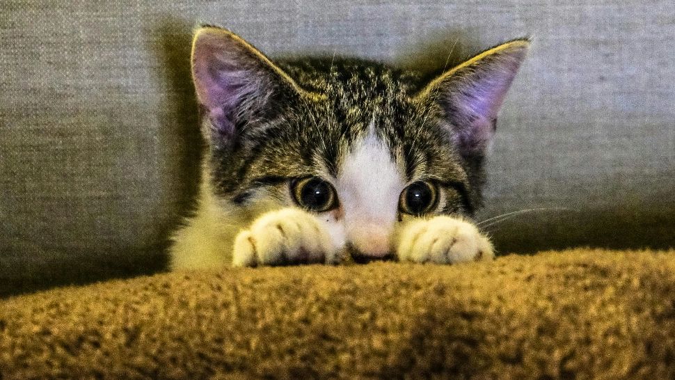 Cum să-ți calmezi pisica stresată și fricoasă. Metode eficiente prin care o ajuți să depășească teama de artificii și petarde