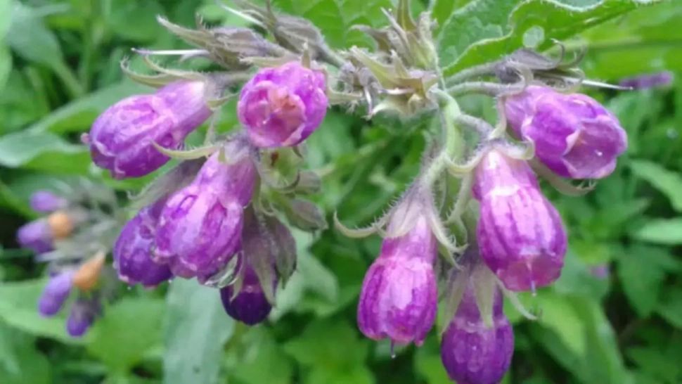 Planta sacră a dacilor. Te protejează de 100 de boli si face miracole pentru stomac și plămâni