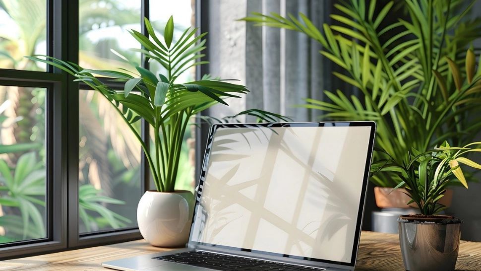 Cum să asiguri udatul plantelor de apartament, în timpul concediilor. Sfaturi utile 