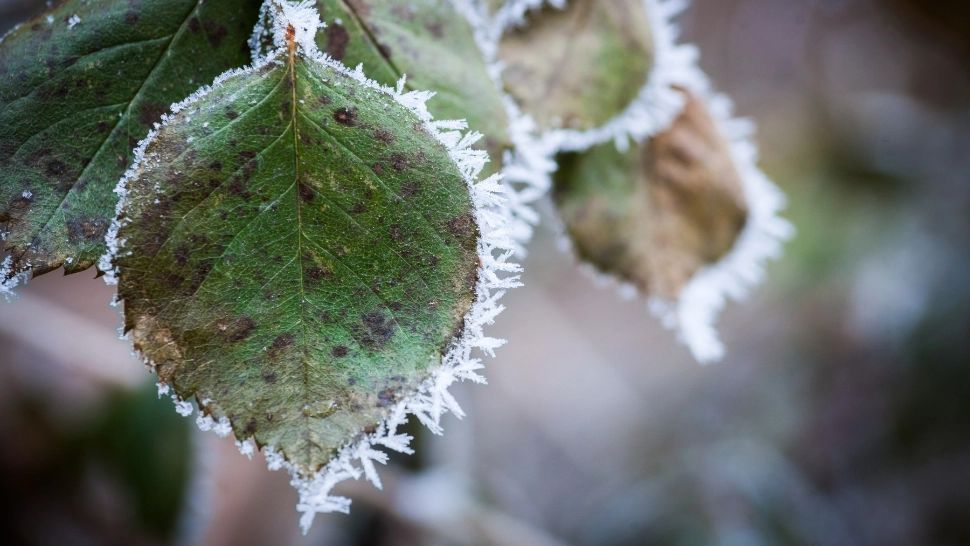 Vremea 13 decembrie. Ceață și GER dimineața și seara. Minimele pot coborî și până la -15 grade Celsius: unde va fi cel mai frig astăzi