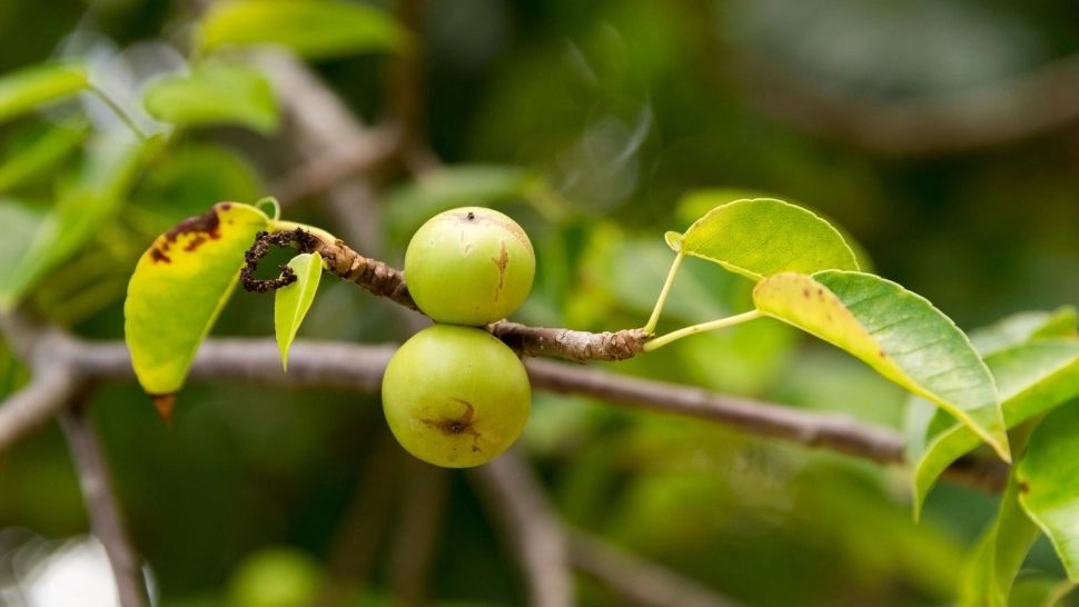 Ce este „mărul morții”, cel mai otrăvitor fruct din lume?