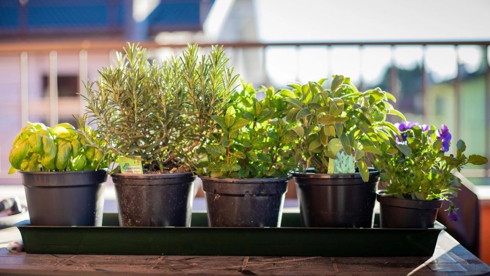 Cum să cultivi plante aromatice în casă, pe timpul iernii. Vei avea parte de o oază de relaxare, verdeață și miros plăcut