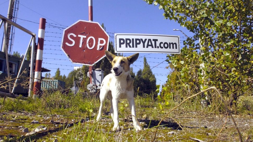 Misterul câinilor și lupilor de la Cernobîl. Sunt primele ființe MUTANTE care au capacități nebănuite?