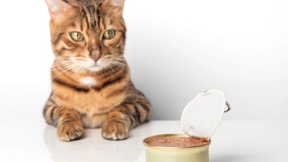 Tipuri de carne adorate de pisici. Care este preferata felinelor și cum ajută aceasta la menținerea unei blănițe lucioase