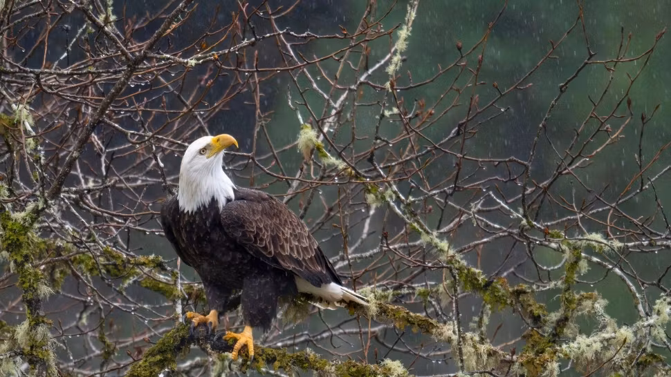Ce animal e mai mare atunci când este pui decât atunci când este adult? 