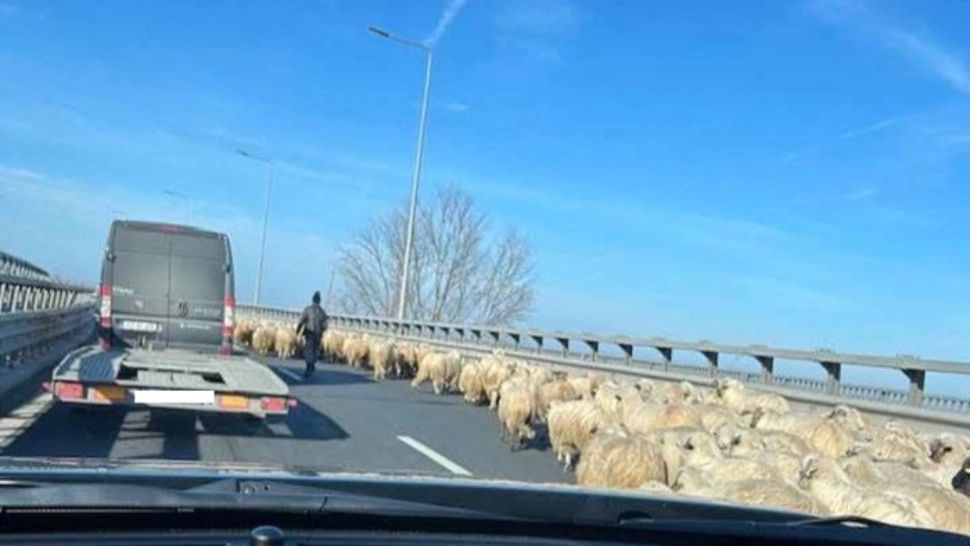 Circulația pe podul de la Cernavodă, blocată de o turmă de oi - FOTO