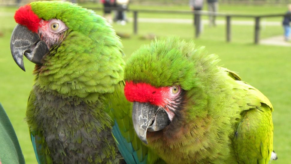 Orașul din România care a ajuns pe locul doi în Europa la numărul de papagali dintr-o specie rară. Simpaticele păsări uimesc prin prietenia lor