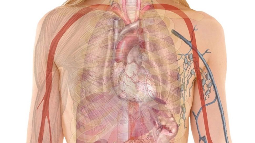 Asemănări spectaculoase între alimente și organele corpului