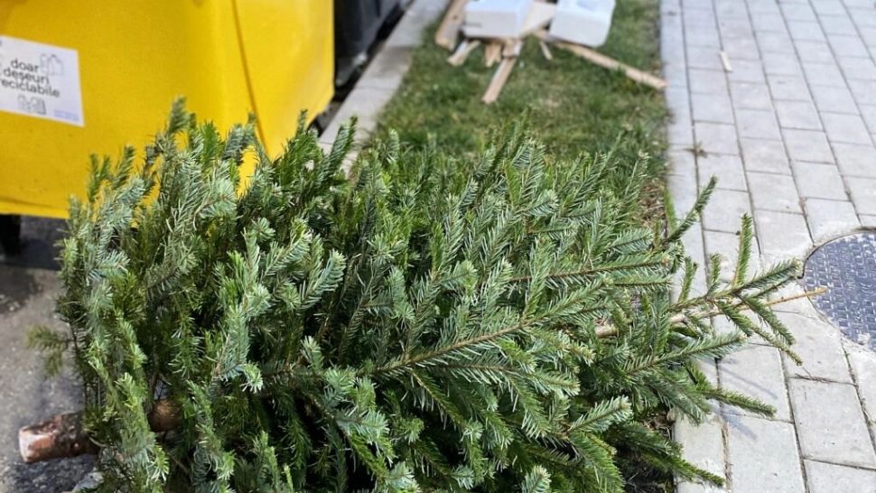 Unde aruncăm bradul după sărbători? Regulile stricte din România și sancțiunile uriașe pentru cei care ignoră punctele de colectare