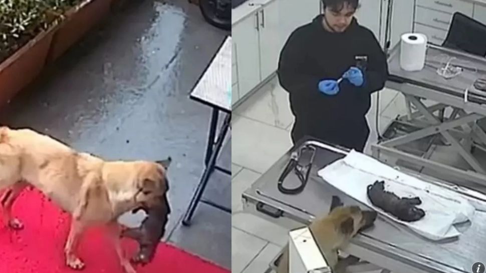 Cățelușa eroină care și-a dus singură puiul la veterinar. Imaginile au devenit virale și au impresionat întreaga planetă