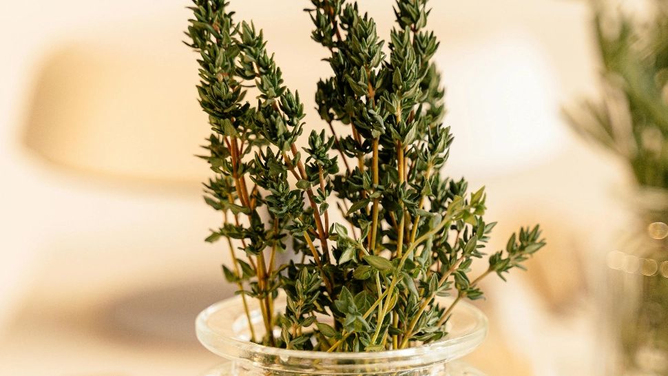 Planta care te poate scăpa de tuse. Are puternice efecte antivirale