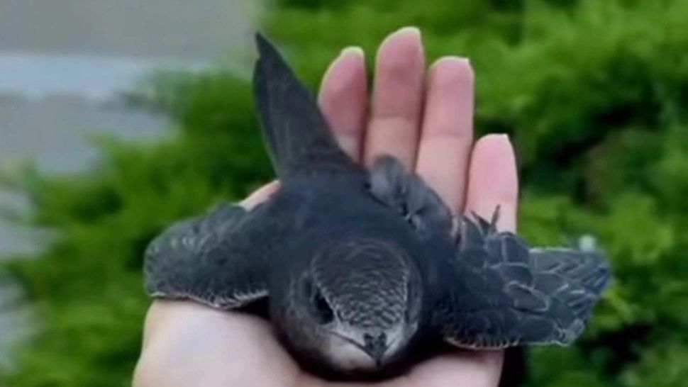 Pasărea din România care se hrănește și bea apă în aer și doarme în timpul zborului