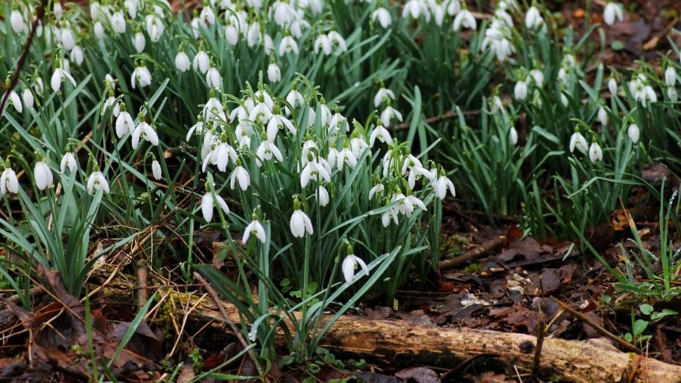 Prognoza meteo pe o lună. După ninsori, revin temperaturile de primăvară! Când se încălzește din nou: ANM anunță valori termice nefirești 