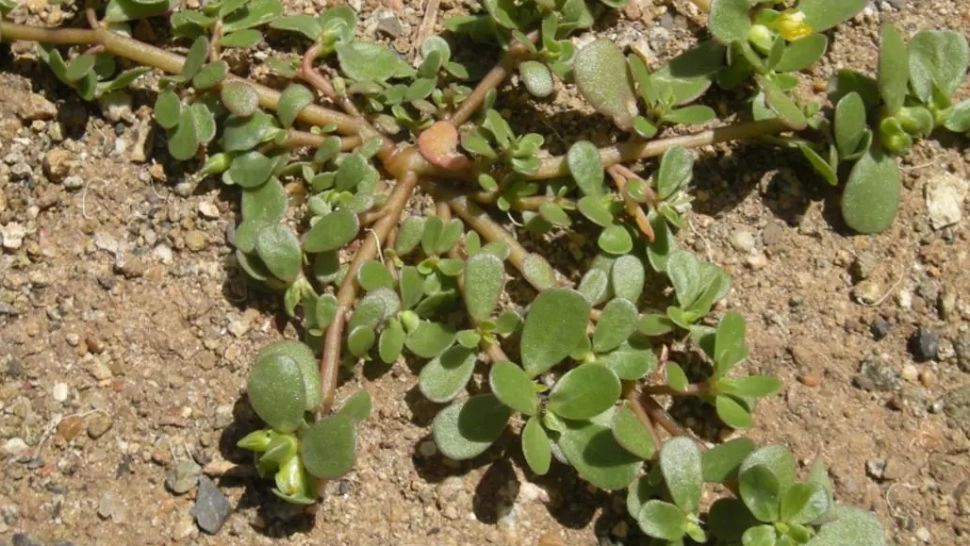 Dacă vezi buruiana asta în curte nu o îndepărta. Îți poate îmbunătăți sănătatea și aduce savoare mâncării