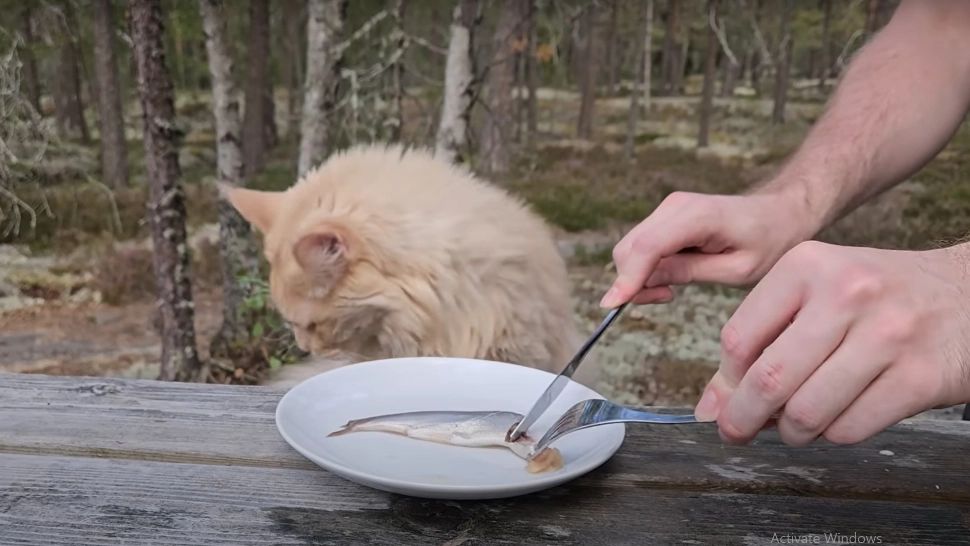 Cea mai ÎMPUȚITĂ delicatesă alimentară din lume. Miroase atât de rău încât până și pisicile sau câinii fug de miros - VIDEO 