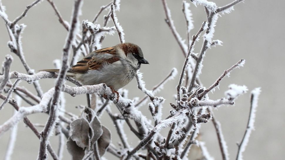Prognoza meteo 10 februarie. Zonele afectate de ger - temperaturi cu mult sub normalul perioadei