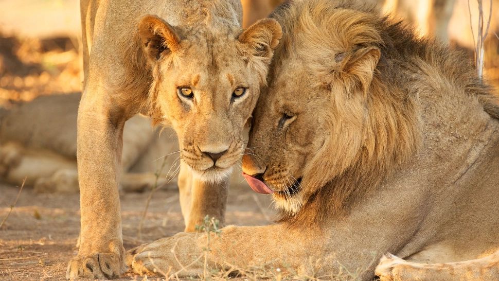 Un băiat de 8 ani a reușit să SUPRAVIEȚUIASCĂ timp de 5 zile printre lei și elefanți, după ce s-a rătăcit într-un parc de vânătoare. Povestea este uluitoare