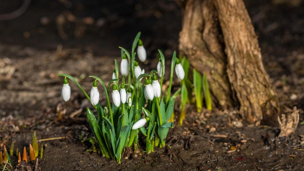 Temperaturi mai ridicate decât normalele perioadei, în februarie. Cum arată PROGNOZA meteo pentru următoarele 4 săptămâni