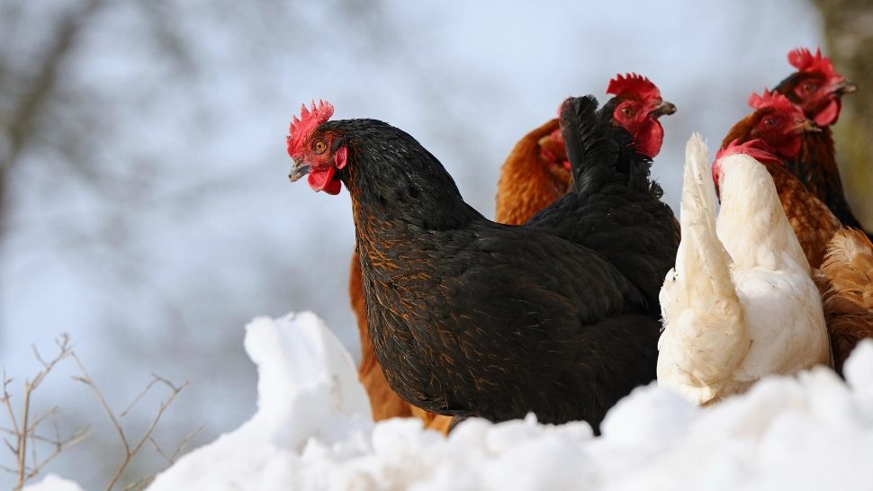 Cum să faci găinile să dea mai multe ouă iarna: secretul pe care orice român gospodar trebuie să îl cunoască