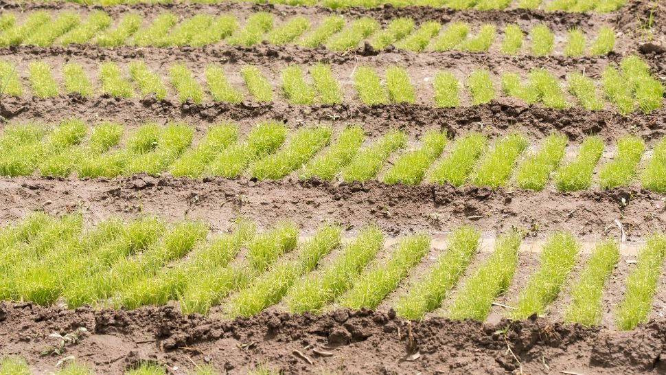 Legumele și verdețurile pe care e bine să le plantezi în luna ianuarie. Vei avea parte de o recoltă bogată 