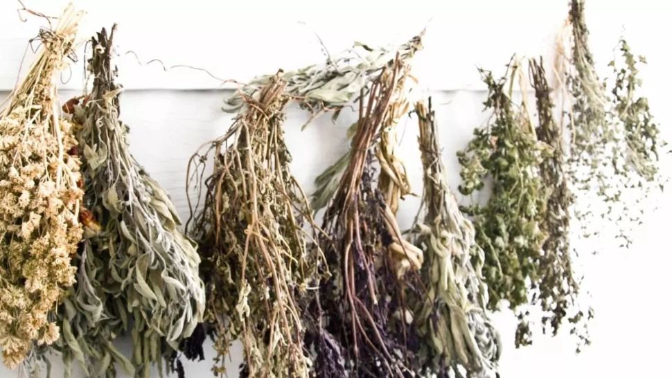 Planta care elimină mirosurile din încăperi și pune pe fugă insectele. În plus,  are o serie de beneficii pentru sănătate 