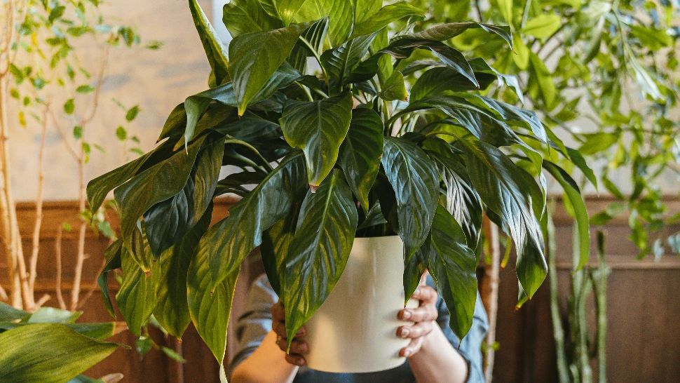 Cum se îngrijește corect Crinul Păcii și de ce trebuie să ai această plantă în locuință