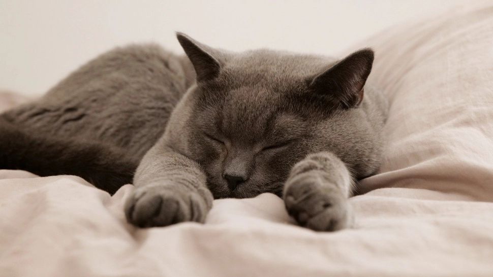 Un medic este anchetat după ce și-a operat pisica în spitalul în care lucra. Felina căzuse de la etajul șase și era în stare critică