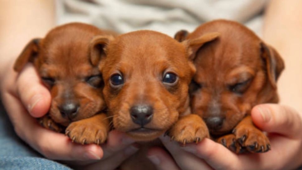 Amenda colosală primită de un bărbat din Vâlcea care a abandonat trei cățeluși în câmp. Cine l-a dat de gol 