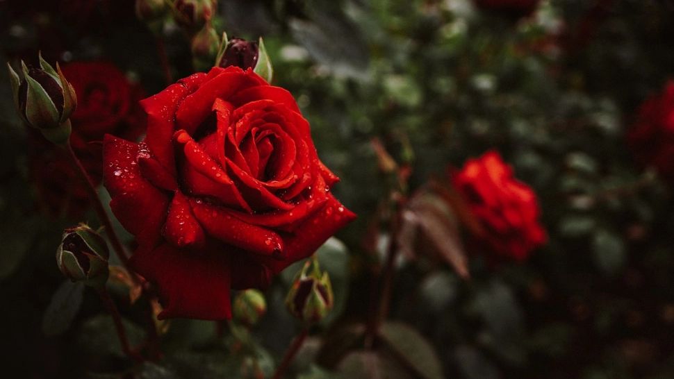 Cum să îngrijești trandafirii pentru o înflorire spectaculoasă toată vara. Ce să pui la rădăcina lor la începutul lunii martie