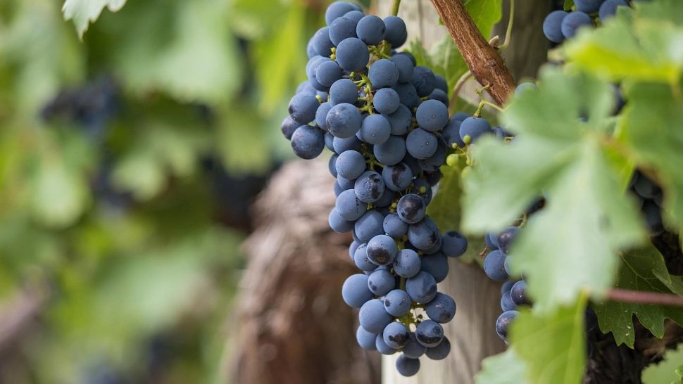 Tradiția care protejează viile de molimi și insecte. Iată ce trebuie să faci pentru a avea un rod bun la toamnă