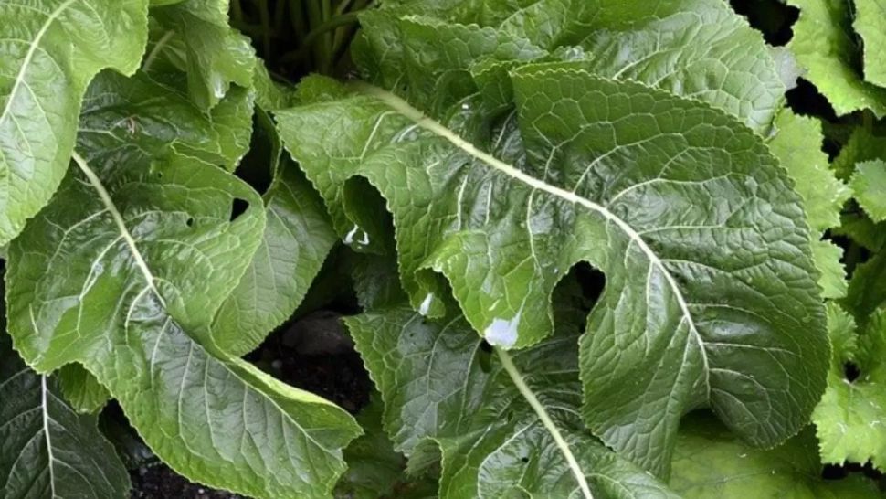 Remediul natural pentru durerile de picioare. Mulți au planta acesta în grădină și nu îi cunosc beneficiile 