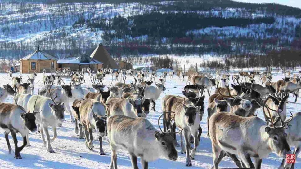 Poți găsi lupul ascuns printre reni în doar 10 secunde? Testul vânătorului suprem, pe care puțini sunt în stare să îl treacă