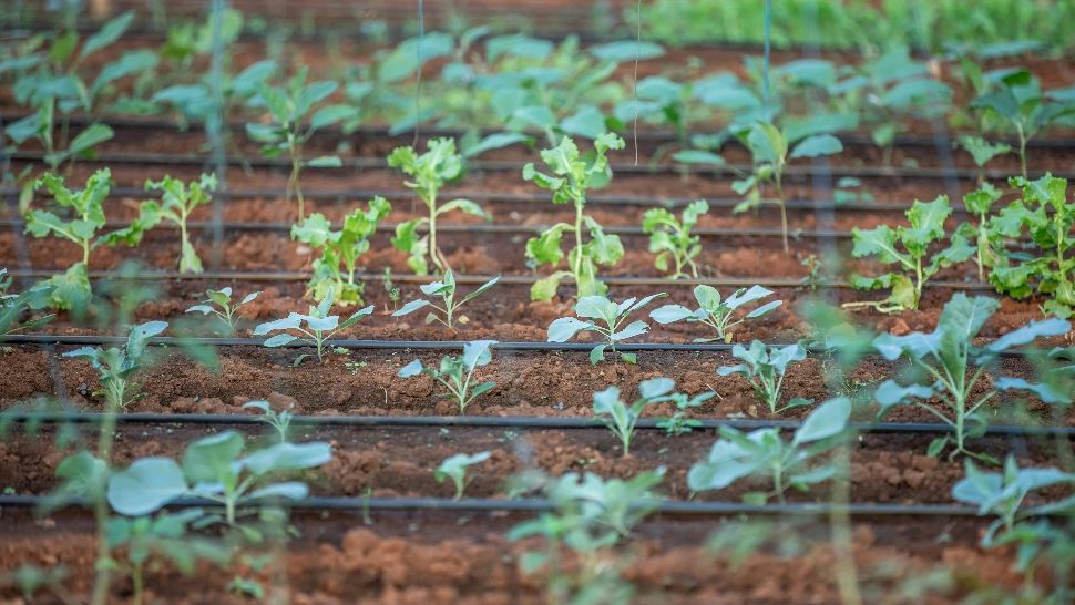 Legumele pe care trebuie să le plantezi în luna Mai. Trucul secret al grădinarilor cu experiență pentru o recoltă bogată 