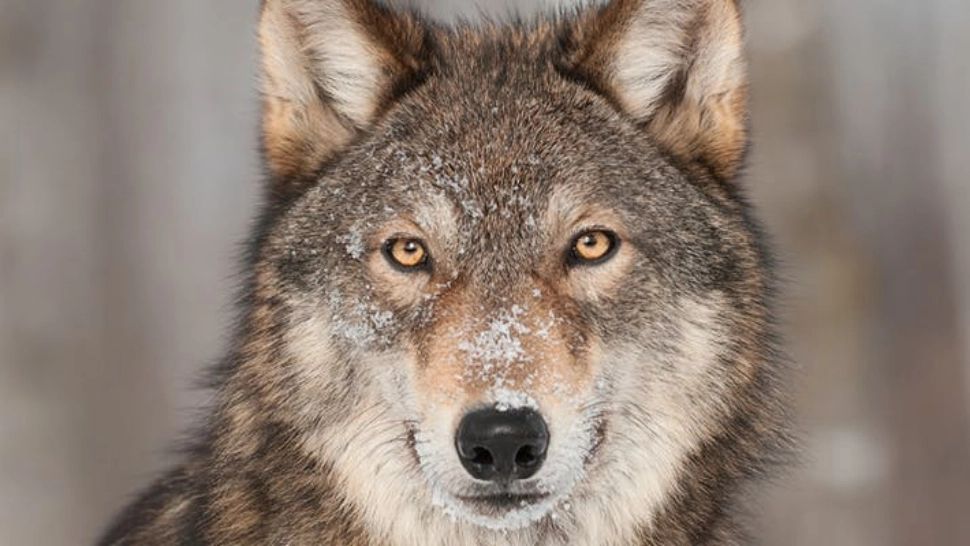 Care este animalul tău interior. Acesta te ghidează și te ajută să iei decizii în momente cheie