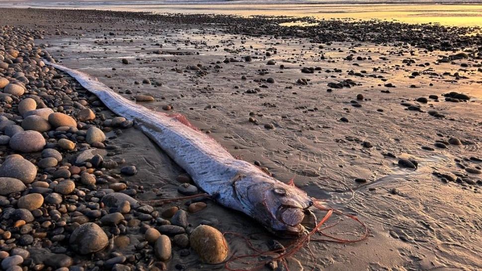 A fost descoperit „Peștele Apocalipsei”. Superstițiile care au stârnit panică: ceva rău urmează să se întâmple - VIDEO