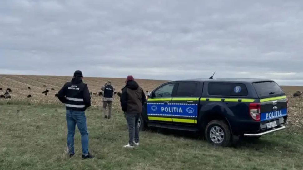 Caz șocant într-o comună din Botoșani. Câini fără stăpân, împușcați ziua în amiaza mare. Politia face o anchetă, ordinul a fost dat chiar de primar