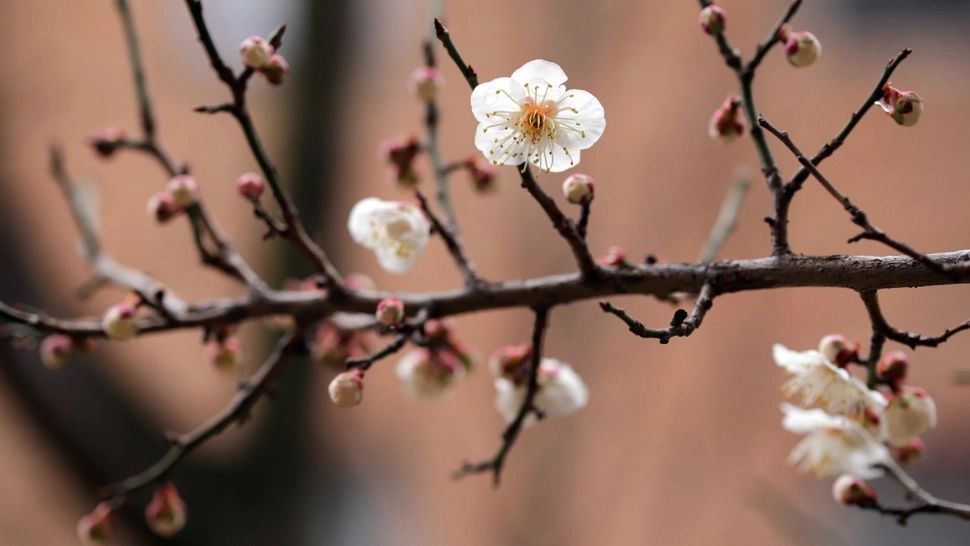 Cum va fi vremea până la început de mai: prognoza ANM pentru următoarele 4 săptămâni