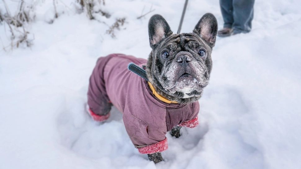 4 sfaturi utile pentru îngrijirea câinelui pe timp de iarnă. La ce trebuie să fii atent pentru a-l păstra sănătos și fericit