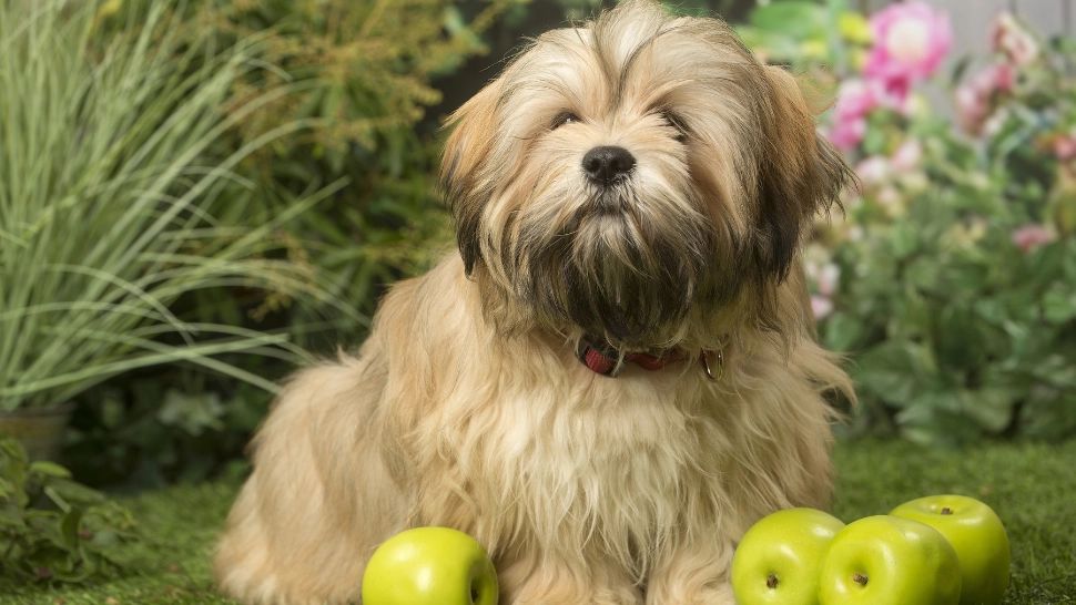 Răsfață-ți câinele cu un fruct! Care este cel mai potrivit pentru patrupedul tău: pot fi o sursă importantă de vitamine
