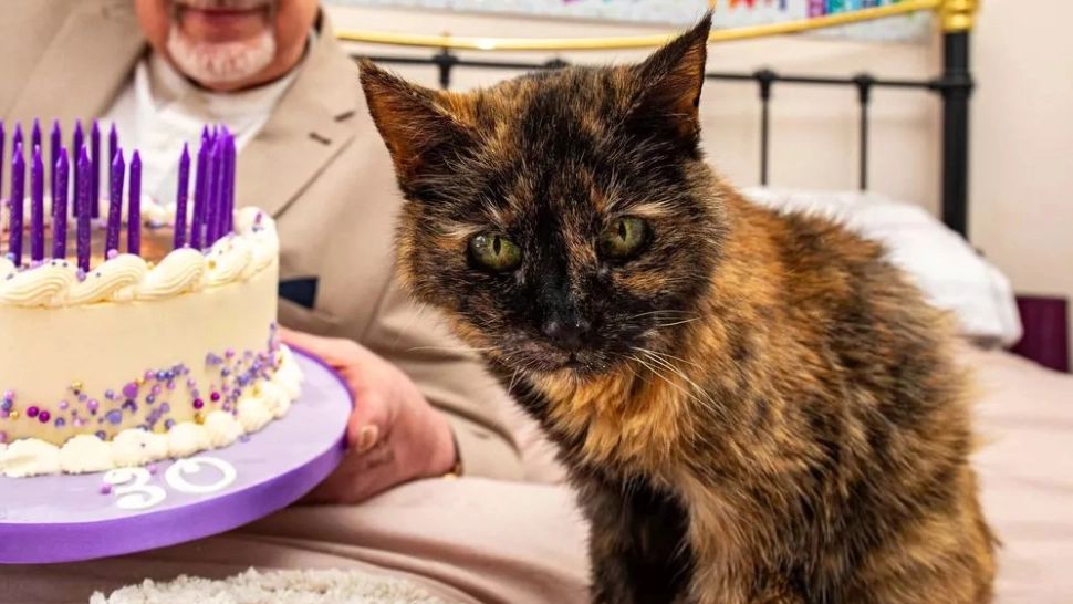 Cea mai bătrână pisică din lume tocmai a împlinit 30 de ani. Care este secretul longevității sale?