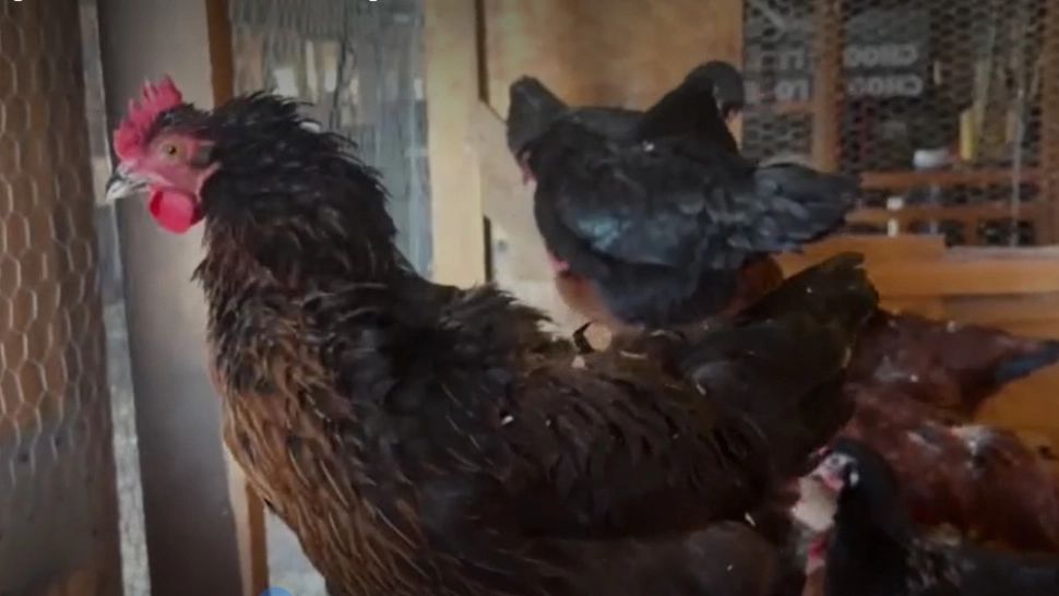 Găini de ÎNCHIRIAT, noua ofertă pentru americani, pe fondul crizei de ouă - VIDEO